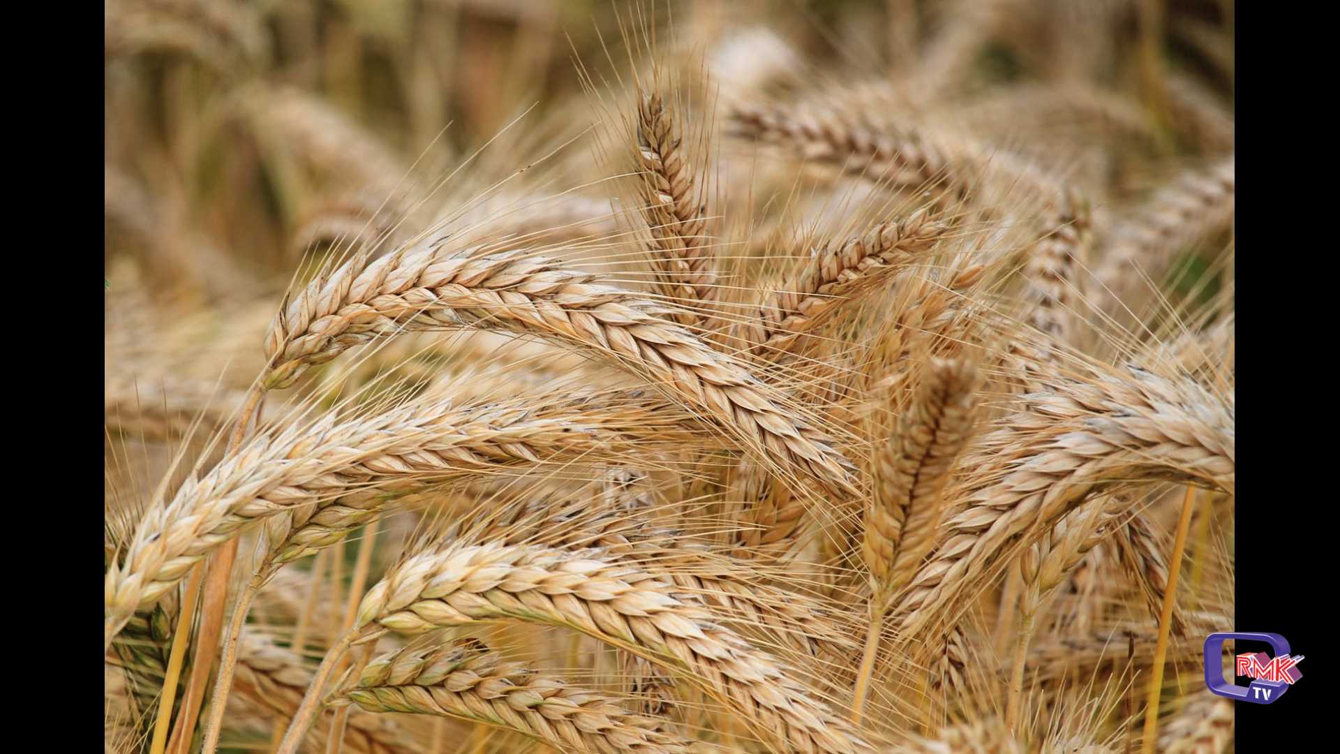 Sicilia. Dimezzata la produzione del grano, colpa del caldo ma anche del basso prezzo
