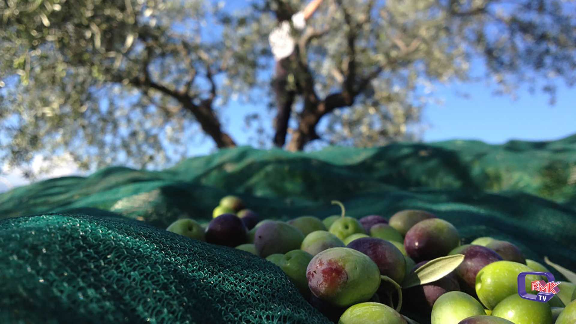 Tavolo dell'olio, a Sciacca un confronto sulla prossima stagione e sul futuro del comparto