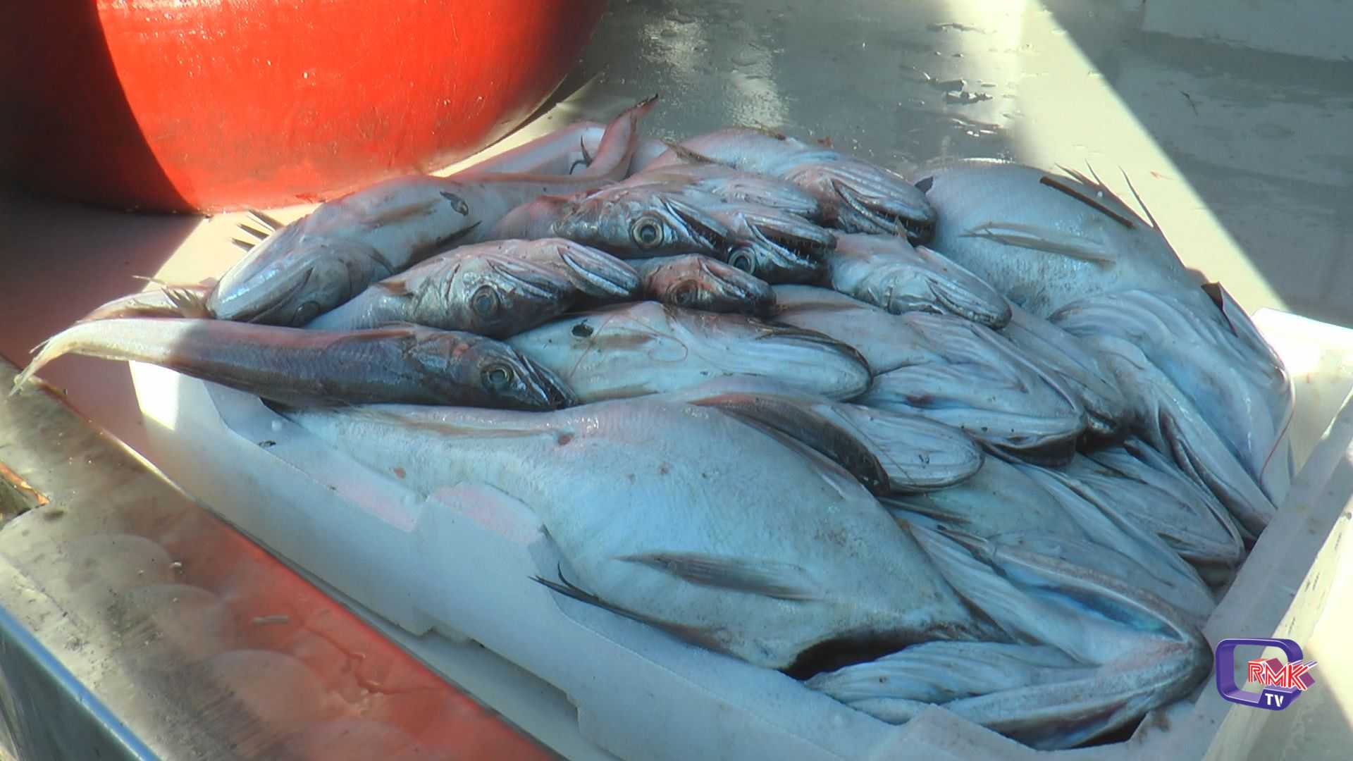 Pescatori nella morsa del caro gasolio mentre il Mediterraneo si ripopola